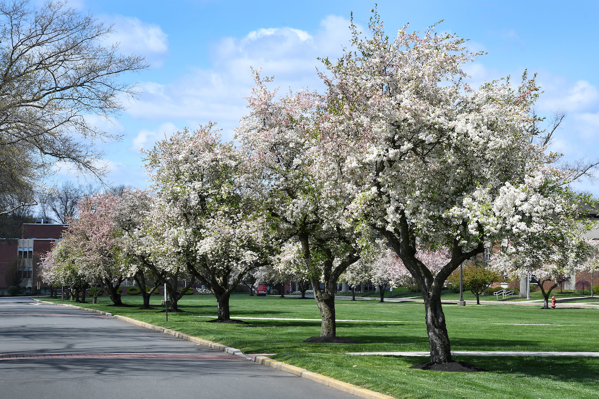 Blooming trees along the campus road