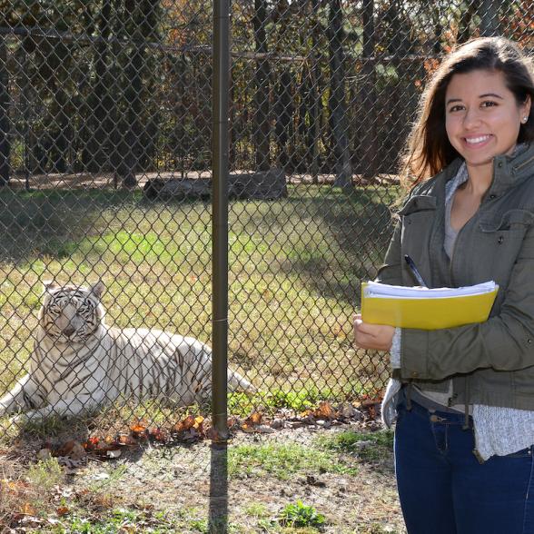 Tiffany Girado studies tiger behavior at Six Flags 