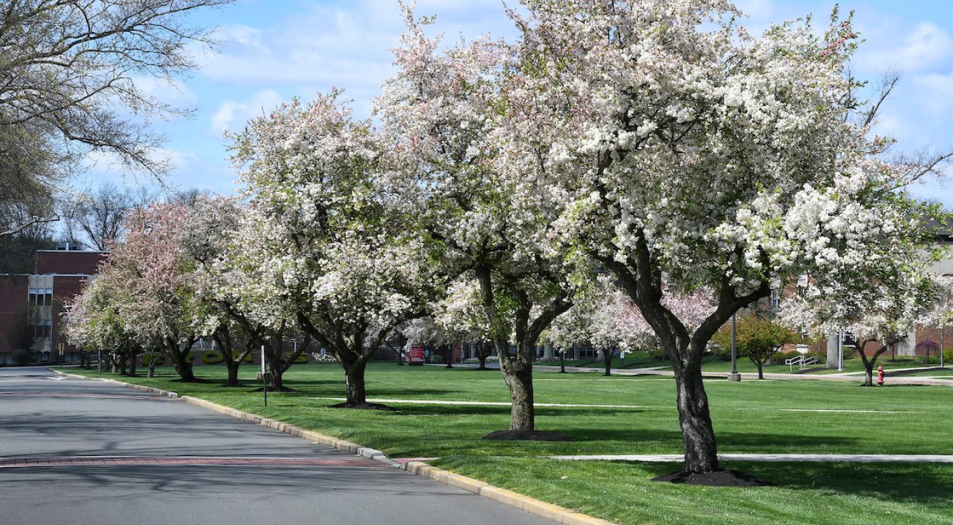 Blooming trees along the campus road