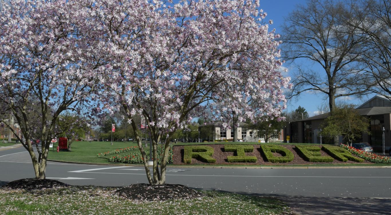 Trees flower on campus mall in spring