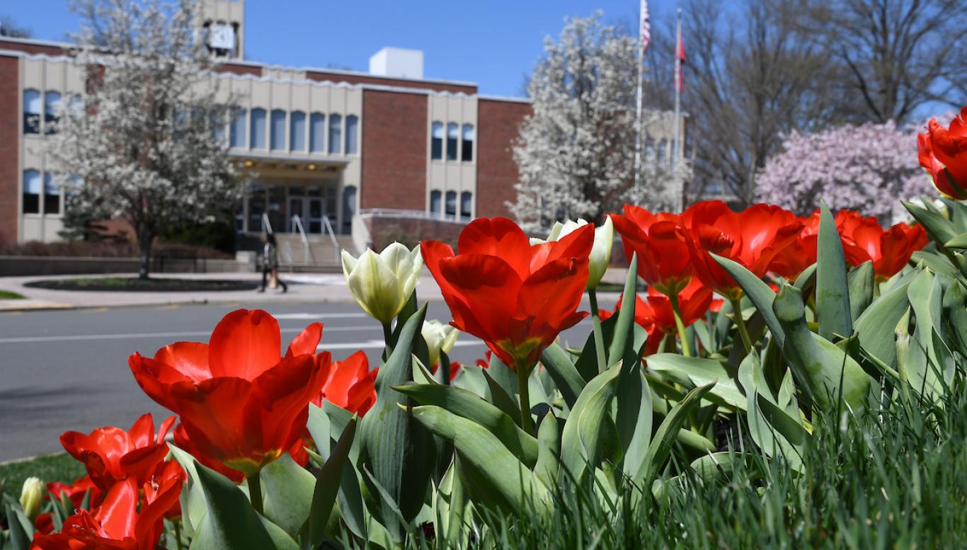 Tulips bloom near Moore Library